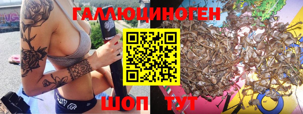 Галлюциногенные грибы Psilocybe Урус-Мартан